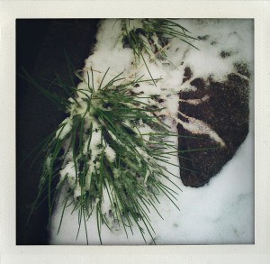 "chives in snow on april 23"