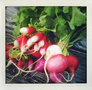 "French and Easter egg radish"