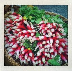 "french radish"