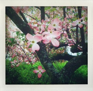 Flowering tree on Market Street"