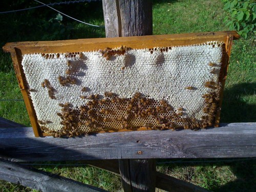 "Nearly capped honey"