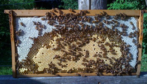 "frame of honey and brood"