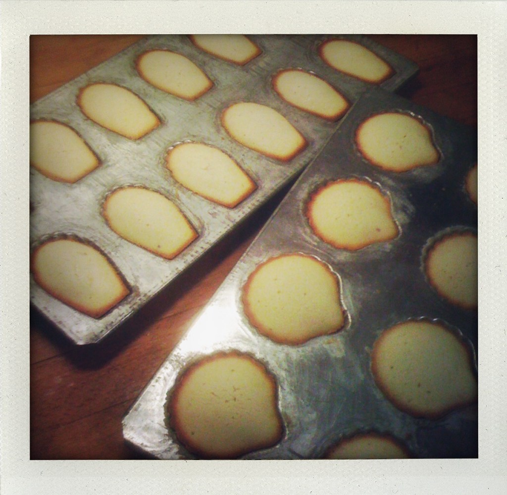 "baked madeleines"