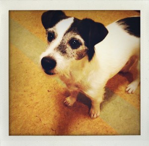 "Oliver waiting to taste test dog bones"
