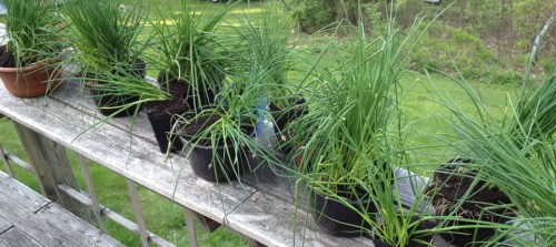 "chives potted up to give away"