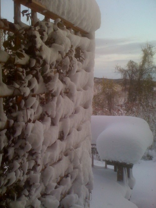 "October 2011 snowstorm"