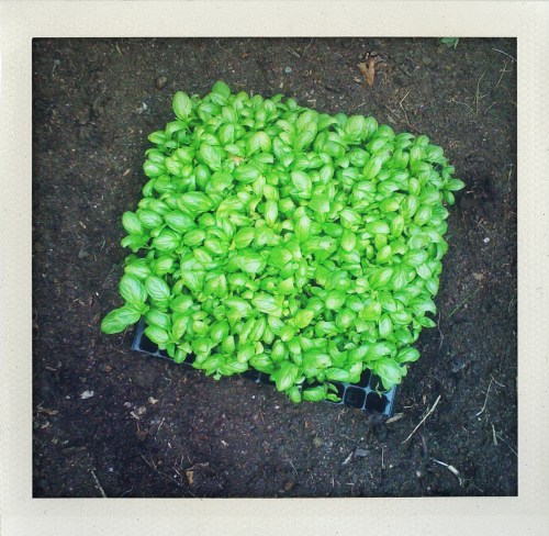 Basil plugs ready to plant in spring