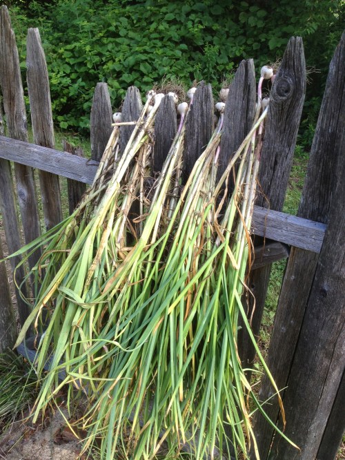Garlic hanging on fence