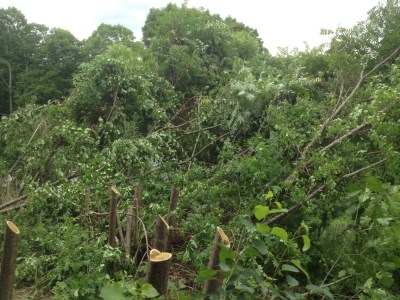 sumac cut and ready to clear