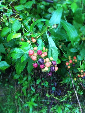 wild black raspberries