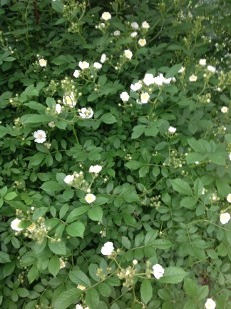 wild rose bush