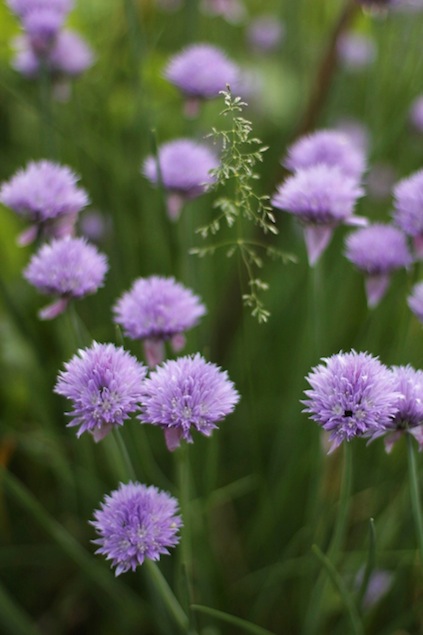 Chive blossoms