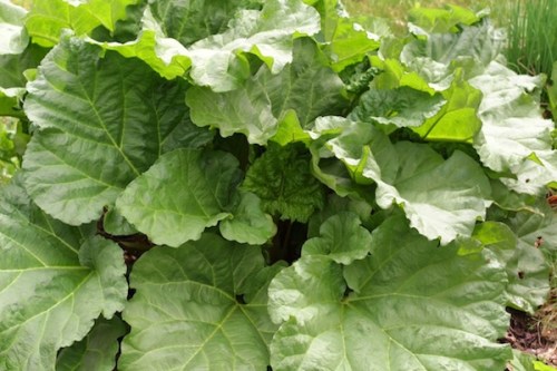 Rhubarb plant