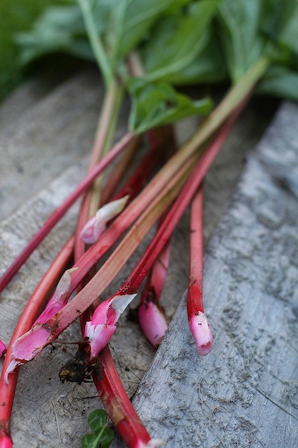 Rhubarb