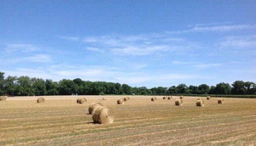 Straw for the strawberry plants