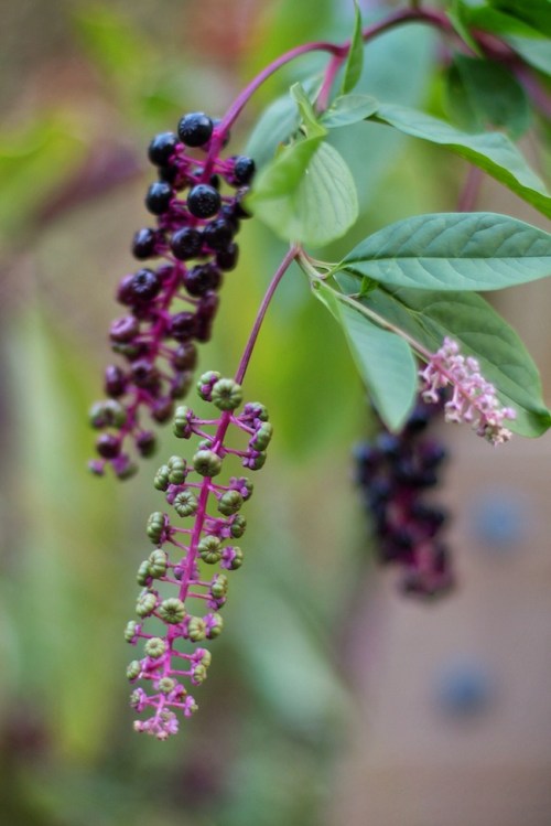 Don't eat these fall berries