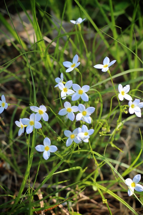Tiny blue flowers