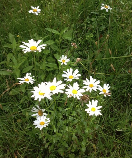 Daisies