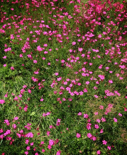 Pink field flowers