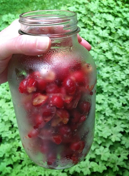 Making sour cherry gin