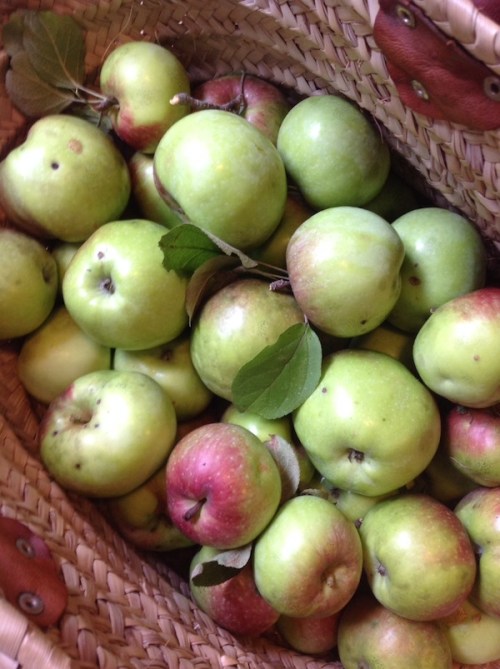 Basket of apples from a neighbor's trees