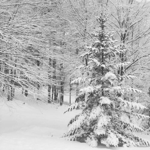 Snowy December in Whately