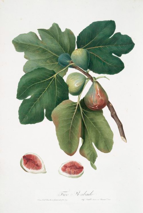 Common fig from the New York Public Library