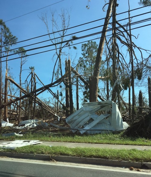 Beware the whompping willow