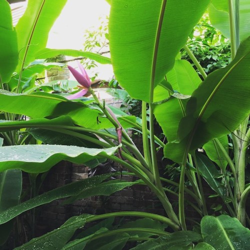 Rick and Tom's garden