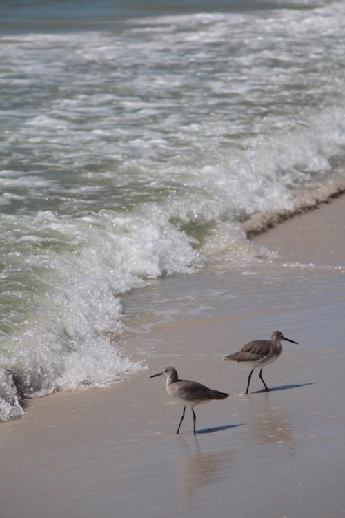 Sand Pipers on Tyndall AFB beach