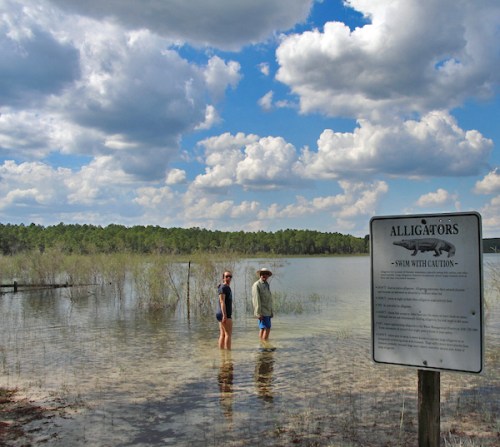Swim with caution - alligators