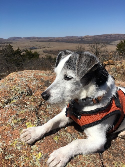 Oliver the Jack Russell Terrier in the Wichita Mountains of Oklahoma