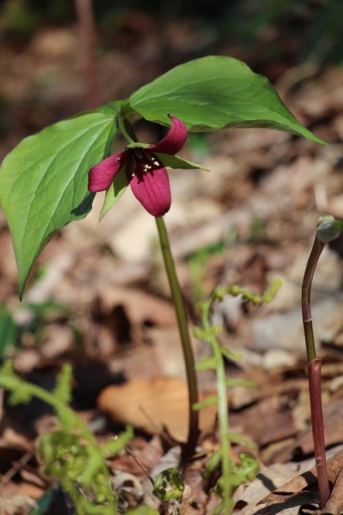 Spring trillium pushing up through the forest floor