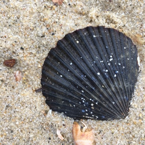 Black scallop shell on Nantucket beach