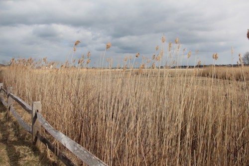 Marshes on Nantucket