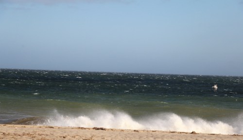 Seagull flying above the waves off Sconset