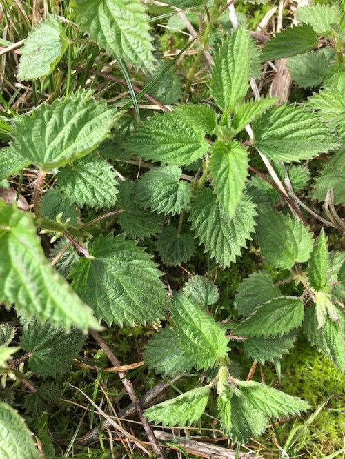 Stinging nettles 2020
