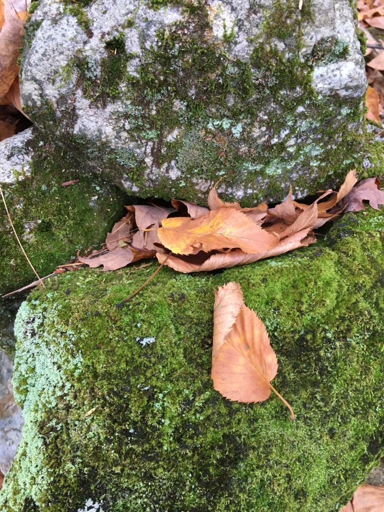 Fall leaves on mossy rocks.