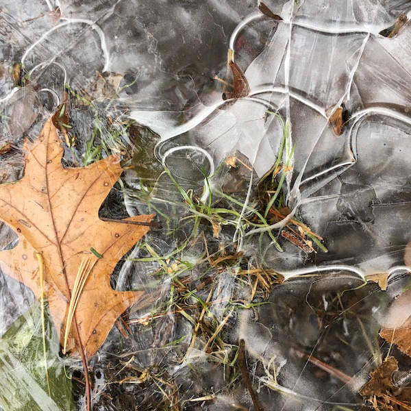 Frozen leaves and ice on a winter walk